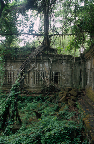 Tree in Beng Mealea