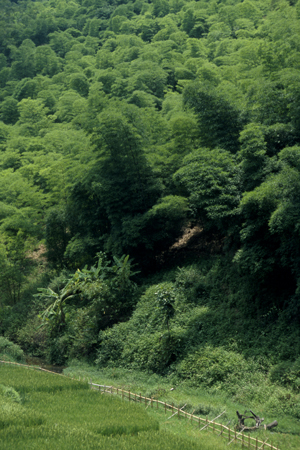 Bamboo Forest