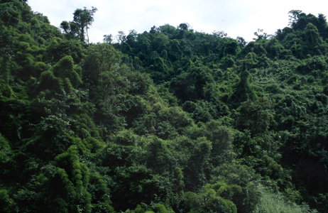 Vietnamese Jungle