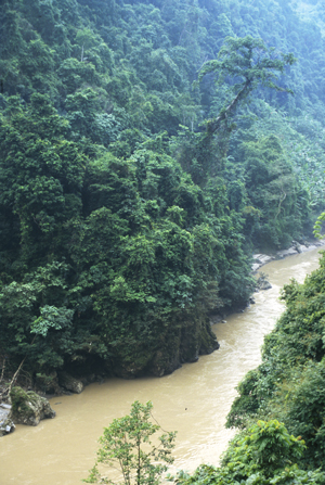 Tree Over the Da (Red) River