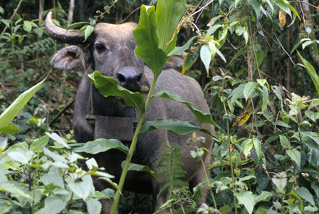 Vietnamese Cow