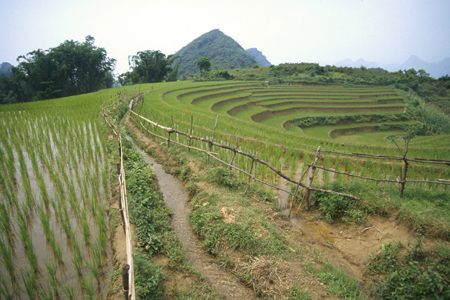 Rice Paddy with Irrigation Stream