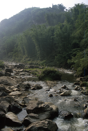 Bamboo over Stream