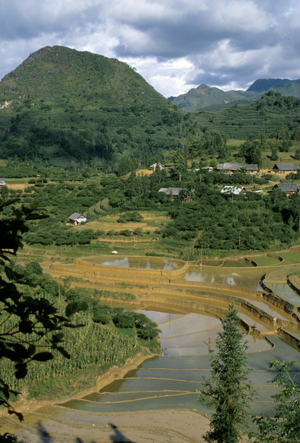 Bac Ha Rice