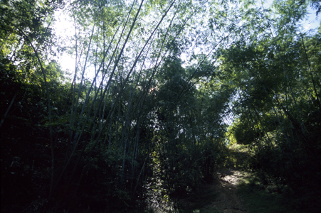 Bamboo Grove