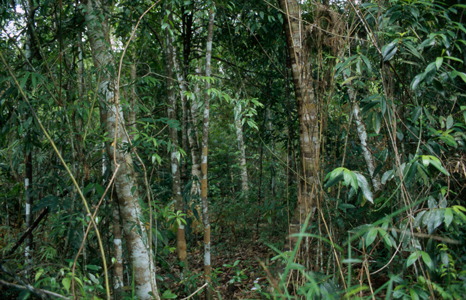 Kirirom Jungle