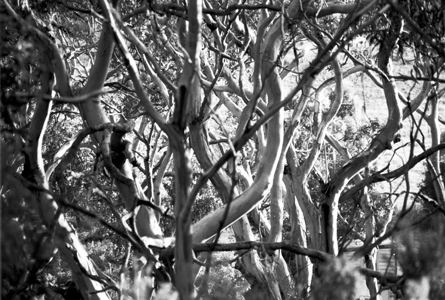 Gum Trees