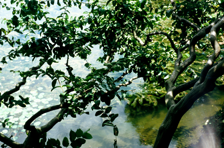 Japanese Tree and Water
