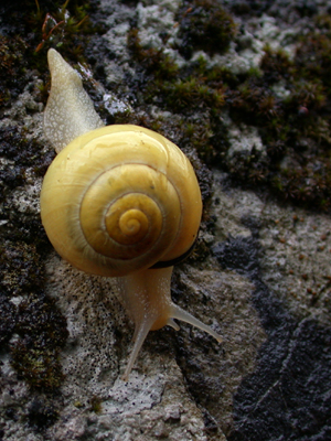 Yellow Snail