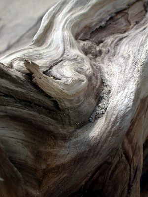 Drift Wood I