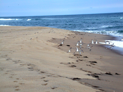 Birds on the Beach