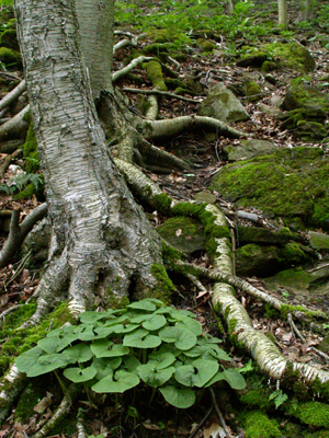 Pretty Roots