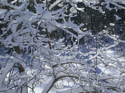 Magnolia branches in Carlisle