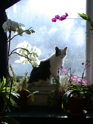 Cat in Plants