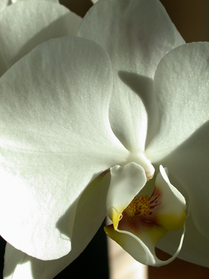 Phalenopsis