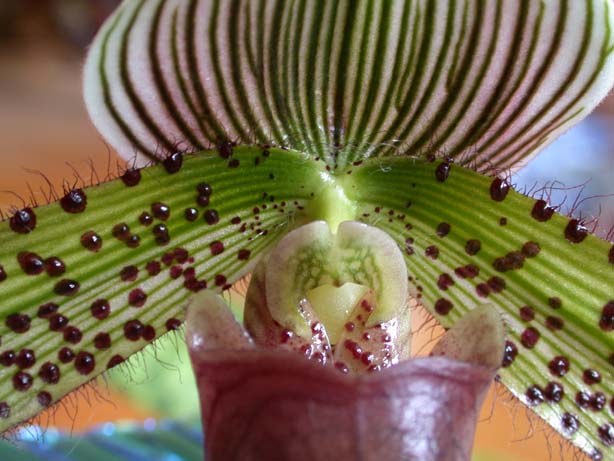 Paph02