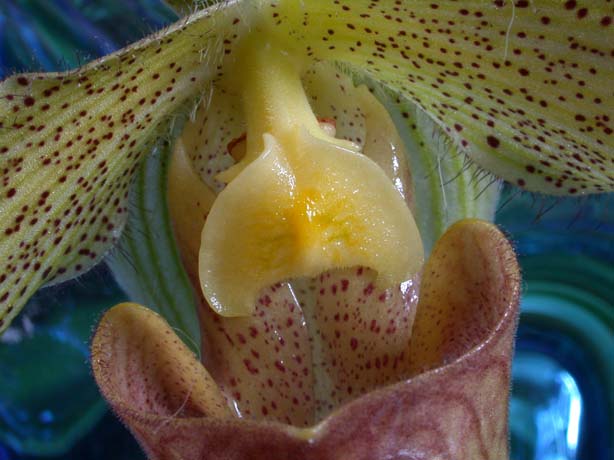 Paph03