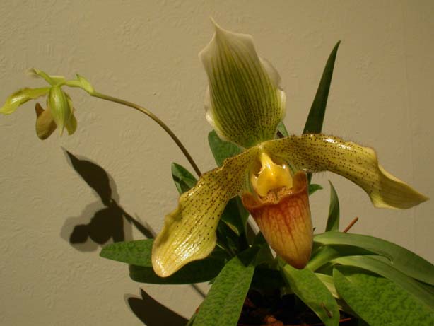 Paph05