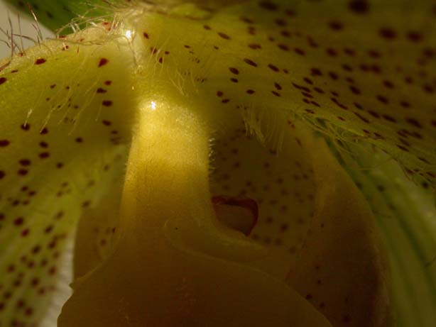 Paph07