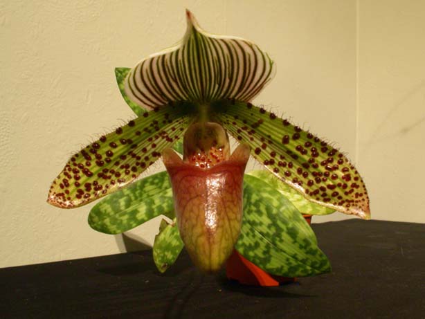 Paph08