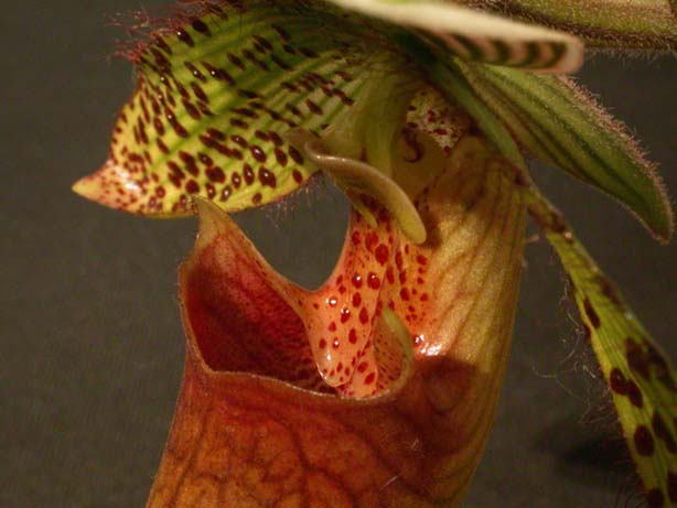 Paph09