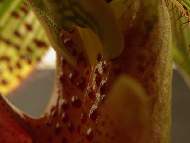 Paph10