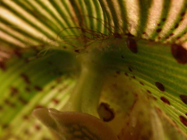 Paph11