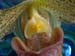 Paph03