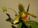 Paph05