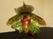 Paph08