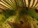 Paph11