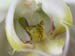 Phal01