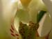 Phal04