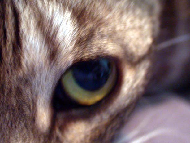 cateye