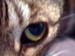 cateye
